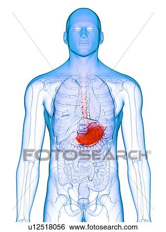 Diseased stomach, conceptual illustration View Large Photo Image Stock Photograph - Diseased stomach, conceptual illustration. Fotosearch