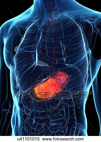 Diseased stomach, conceptual illustration View Large Photo Image Stock Photography - Diseased stomach, conceptual illustration. Fotosearch