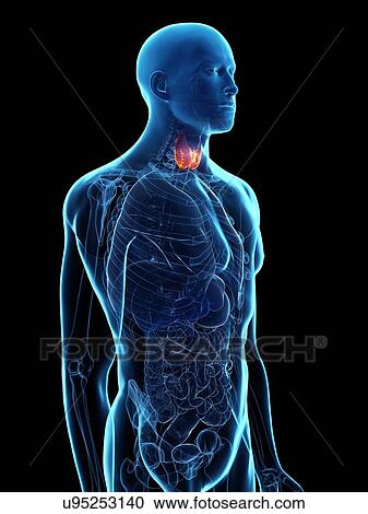 Diseased thyroid gland, conceptual illustration View Large Photo Image Stock Image - Diseased thyroid gland, conceptual illustration. Fotosearch