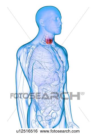 Diseased thyroid gland, conceptual illustration View Large Photo Image Stock Photograph - Diseased thyroid gland, conceptual illustration. Fotosearch