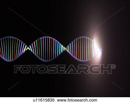 Stock Photography - DNA (deoxyribonucleic acid) molecule, computer illustration.. Fotosearch