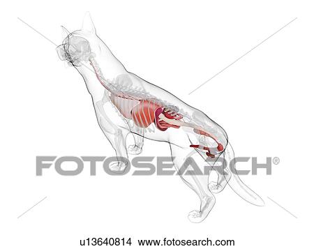 Picture - Dog anatomy, computer illustration.. Fotosearch