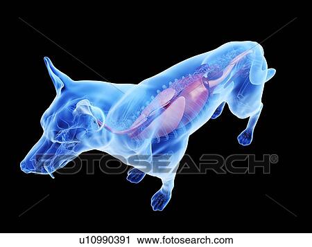 Stock Image - Dog anatomy, computer illustration.. Fotosearch