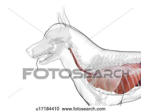 Stock Image - Dog anatomy, computer illustration.. Fotosearch