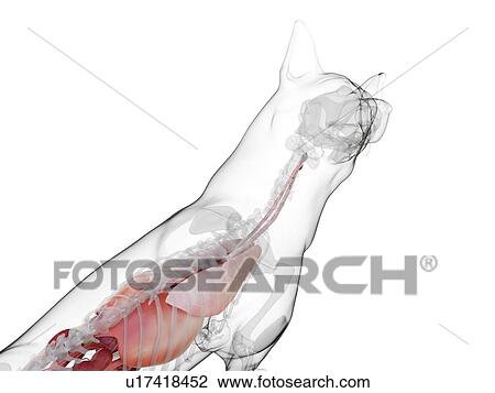 Dog anatomy, computer illustration. View Large Photo Image Stock Image - Dog anatomy, computer illustration.. Fotosearch