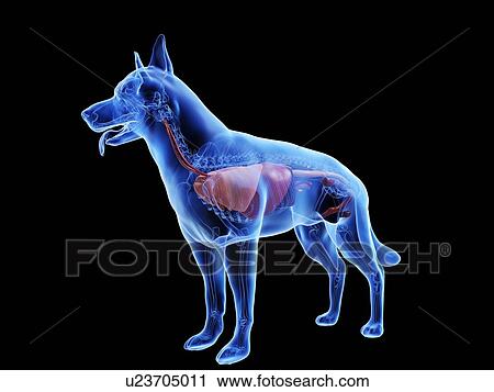 Stock Image - Dog anatomy, computer illustration.. Fotosearch