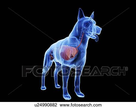 Stock Image - Dog anatomy, computer illustration.. Fotosearch