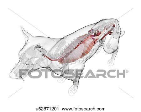 Dog anatomy, computer illustration. View Large Photo Image Stock Image - Dog anatomy, computer illustration.. Fotosearch