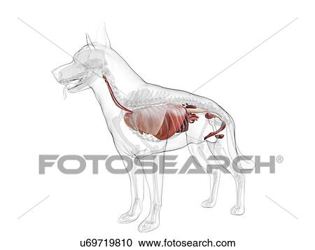 Stock Image - Dog anatomy, computer illustration.. Fotosearch