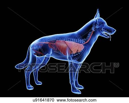 Dog anatomy, computer illustration. View Large Photo Image Stock Image - Dog anatomy, computer illustration.. Fotosearch