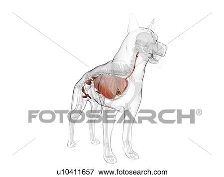 Dog anatomy, computer illustration. View Large Photo Image Stock Photo - Dog anatomy, computer illustration.. Fotosearch