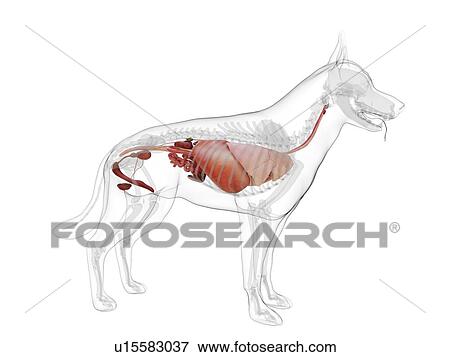 Stock Photo - Dog anatomy, computer illustration.. Fotosearch