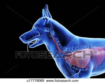 Stock Photo - Dog anatomy, computer illustration.. Fotosearch