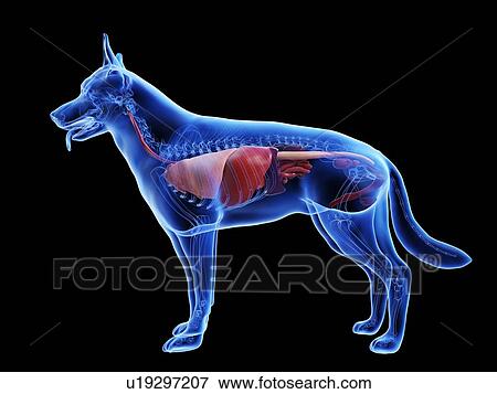 Dog anatomy, computer illustration. View Large Photo Image Stock Photo - Dog anatomy, computer illustration.. Fotosearch