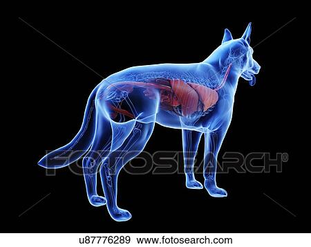 Stock Photo - Dog anatomy, computer illustration.. Fotosearch