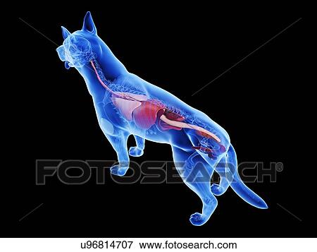 Stock Photo - Dog anatomy, computer illustration.. Fotosearch