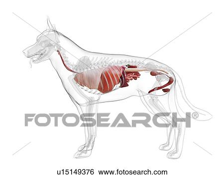 Stock Photograph - Dog anatomy, computer illustration.. Fotosearch