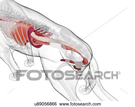 Stock Photograph - Dog anatomy, computer illustration.. Fotosearch
