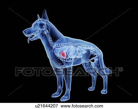 Dog heart, computer illustration. View Large Photo Image Stock Photo - Dog heart, computer illustration.. Fotosearch