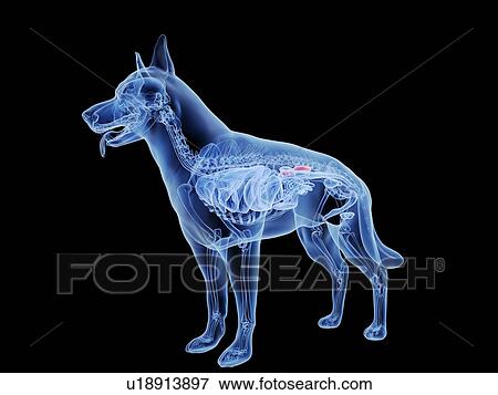 Stock Photo - Dog kidneys, computer illustration.. Fotosearch