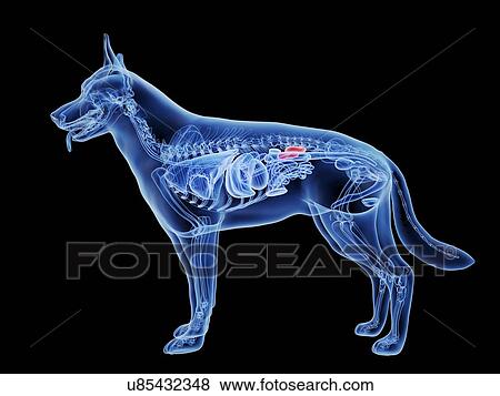 Dog kidneys, computer illustration. View Large Photo Image Stock Photo - Dog kidneys, computer illustration.. Fotosearch