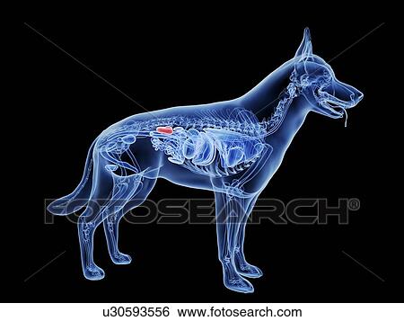 Dog kidneys, computer illustration. View Large Photo Image Stock Photograph - Dog kidneys, computer illustration.. Fotosearch