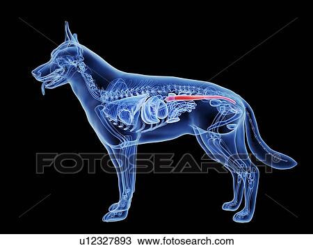 Stock Image - Dog large intestine, computer illustration.. Fotosearch