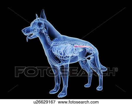 Stock Photo - Dog large intestine, computer illustration.. Fotosearch