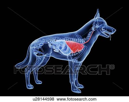 Dog lung, computer illustration. View Large Photo Image Stock Photo - Dog lung, computer illustration.. Fotosearch