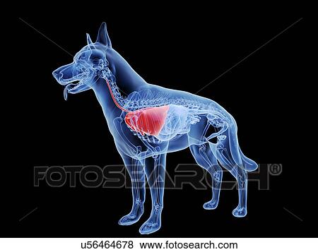 Stock Photo - Dog lung, computer illustration.. Fotosearch