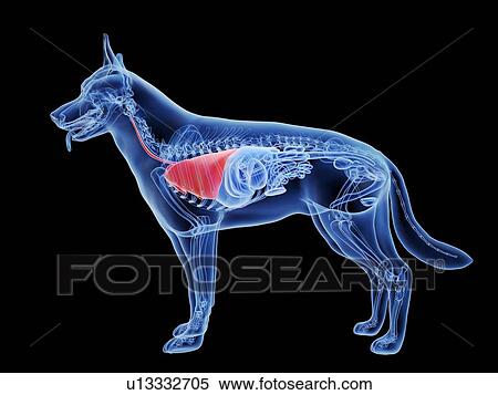 Stock Photography - Dog lung, computer illustration.. Fotosearch
