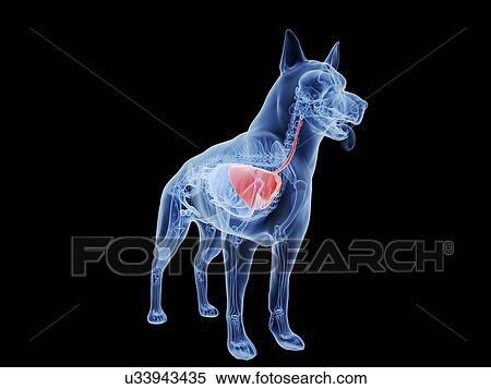 Stock Photography - Dog lung, computer illustration.. Fotosearch