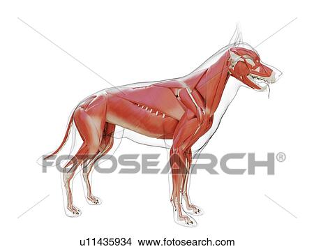 Picture - Dog musculature, computer illustration.. Fotosearch