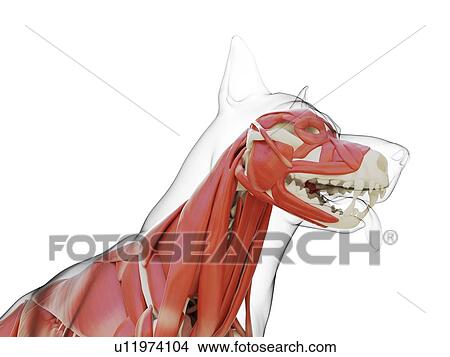 Picture - Dog musculature, computer illustration.. Fotosearch