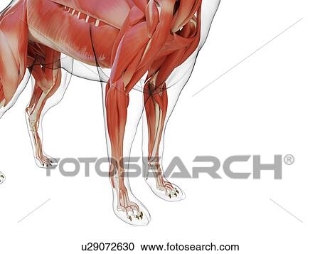 Stock Image - Dog musculature, computer illustration.. Fotosearch