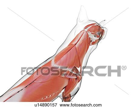 Stock Photo - Dog musculature, computer illustration.. Fotosearch