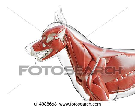 Dog musculature, computer illustration. View Large Photo Image Stock Photo - Dog musculature, computer illustration.. Fotosearch