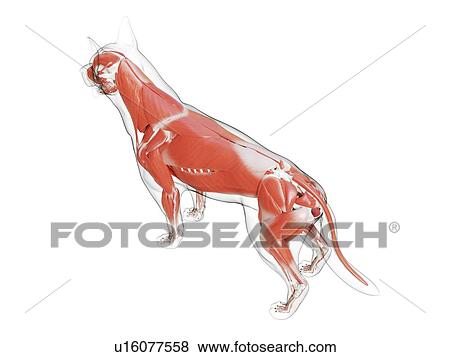 Stock Photo - Dog musculature, computer illustration.. Fotosearch