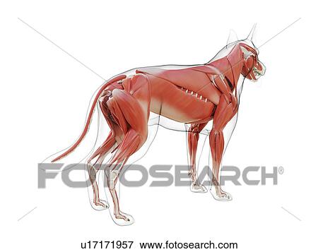 Stock Photo - Dog musculature, computer illustration.. Fotosearch