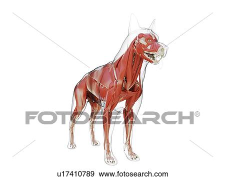 Stock Photo - Dog musculature, computer illustration.. Fotosearch