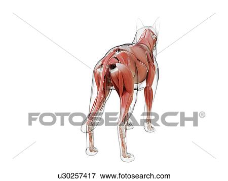Stock Photo - Dog musculature, computer illustration.. Fotosearch