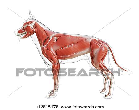 Dog musculature, computer illustration. View Large Photo Image Stock Photograph - Dog musculature, computer illustration.. Fotosearch