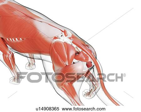 Dog musculature, computer illustration. View Large Photo Image Stock Photography - Dog musculature, computer illustration.. Fotosearch