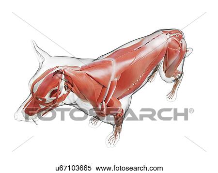 Stock Photography - Dog musculature, computer illustration.. Fotosearch