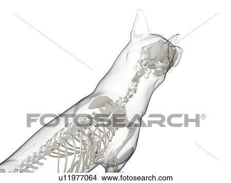 Picture - Dog skeleton, computer illustration.. Fotosearch
