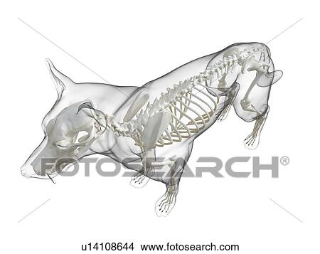Picture - Dog skeleton, computer illustration.. Fotosearch