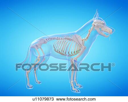 Dog skeleton, computer illustration. View Large Photo Image Stock Image - Dog skeleton, computer illustration.. Fotosearch