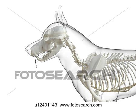 Stock Image - Dog skeleton, computer illustration.. Fotosearch