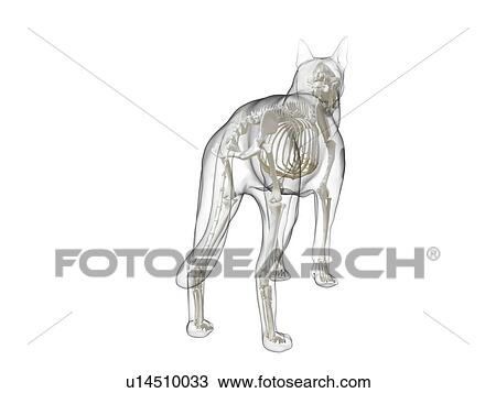 Stock Image - Dog skeleton, computer illustration.. Fotosearch