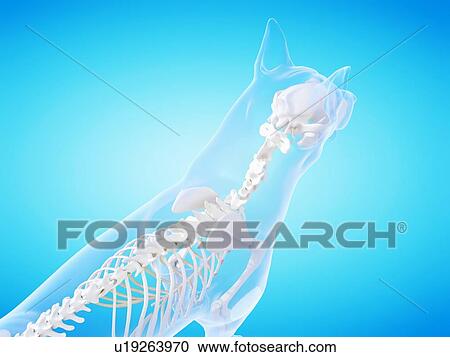 Dog skeleton, computer illustration. View Large Photo Image Stock Image - Dog skeleton, computer illustration.. Fotosearch